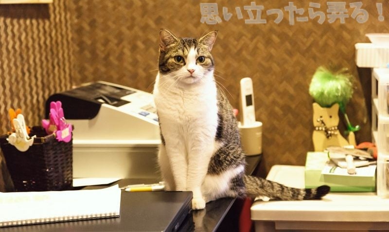 猫がテーブルに座っている写真
